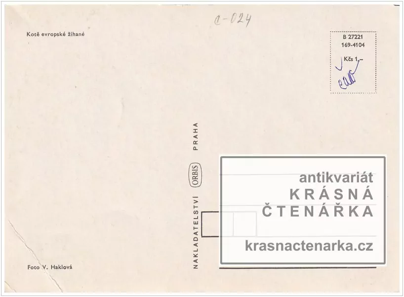 KOTĚ evropské žíhané