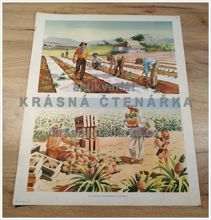 Macmillan's History Pictures: CULTIVATING PINE-APPLES IN AUSTRALIA