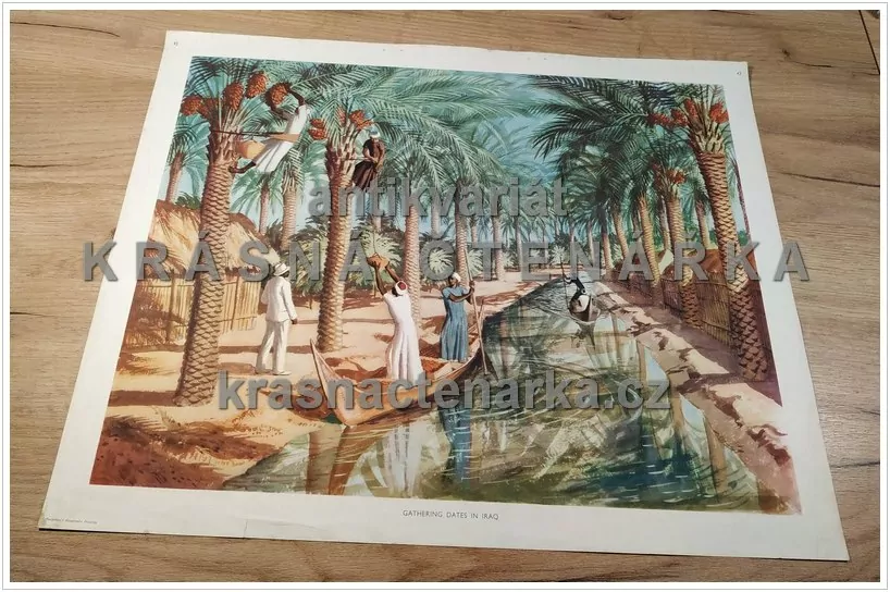 Macmillan's History Pictures: GATHERING DATES IN IRAQ