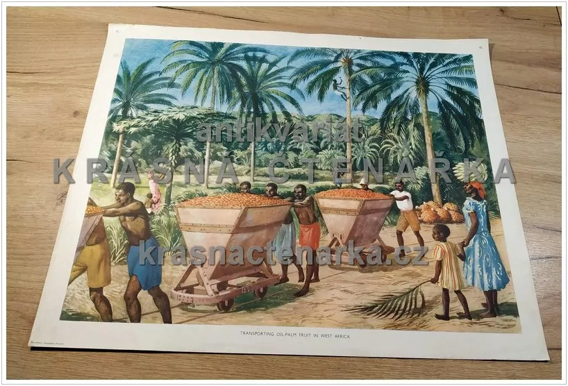 Macmillan's History Pictures: TRANSPORTING OIL-PALM IN WEST AFRICA