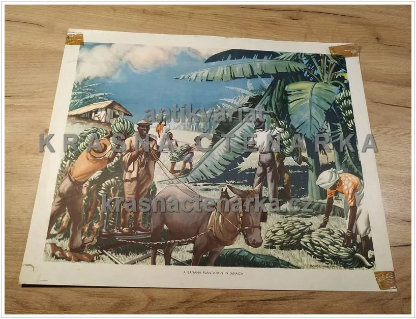 Macmillan's History Pictures: A BANANA PLANTATION IN JAMAICA