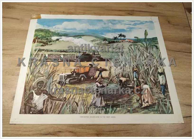 Macmillan's History Pictures: HARVESTING SUGAR-CANE IN THE WEST INDIES