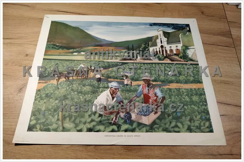 Macmillan's History Pictures: HARVESTING GRAPES IN SOUTH AFRICA