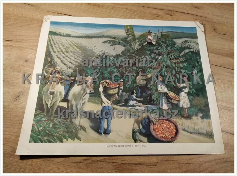 Macmillan's History Pictures: HARVESTING COFFEE-BERRIES IN COSTA RICA