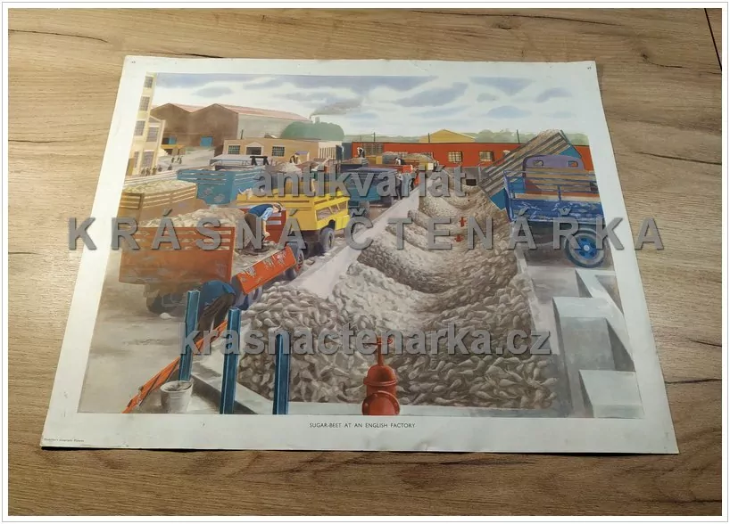 Macmillan's History Pictures: SUGAR - BEET AT AN ENGLISH FACTORY