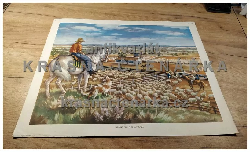 Macmillan's History Pictures: YARDING SHEEP IN AUSTRALIA