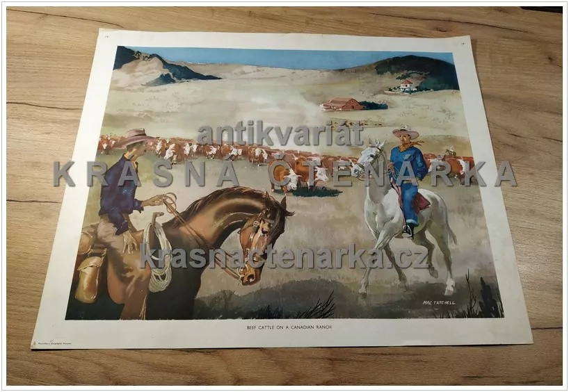 Macmillan's History Pictures: BEEF CATTLE ON CANADIAN RANCH