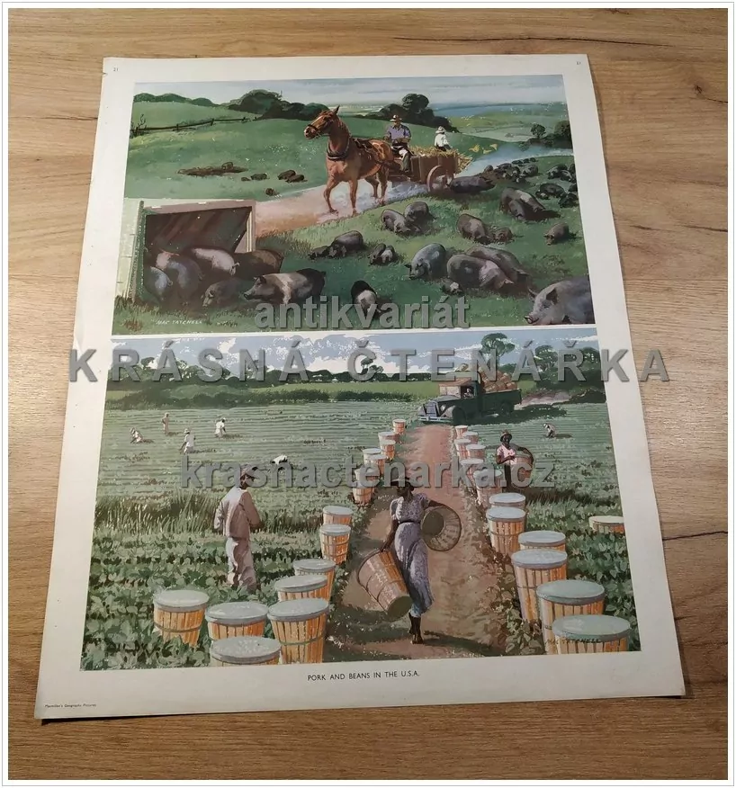 Macmillan's History Pictures: PORK AND BEANS IN THE U.S.A.