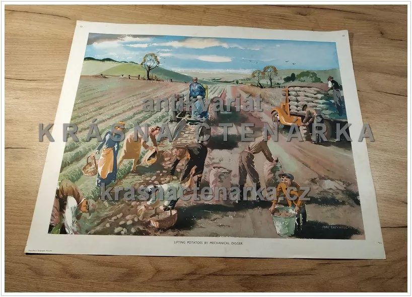 Macmillan's History Pictures: LIFTING POTATOES BY MECHANICAL DIGGER