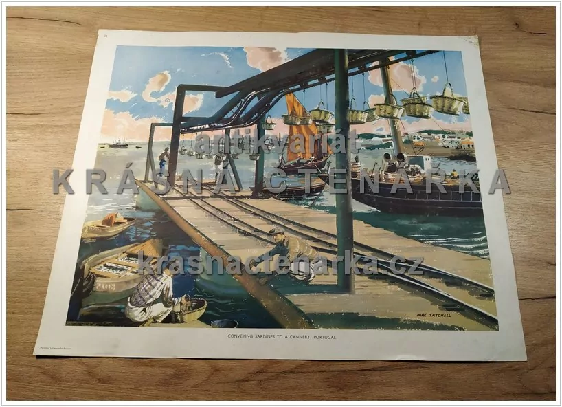 Macmillan's History Pictures: CONVEYING SARDINES TO A CANNERY, PORTUGAL