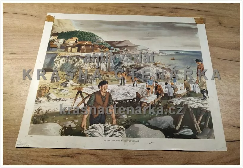 Macmillan's History Pictures: DRYING CODFISH IN NEWFOUNDLAND