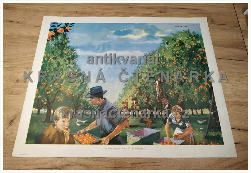 Macmillan's History Pictures: PICKING APPLES IN A KENTISH ORCHARD