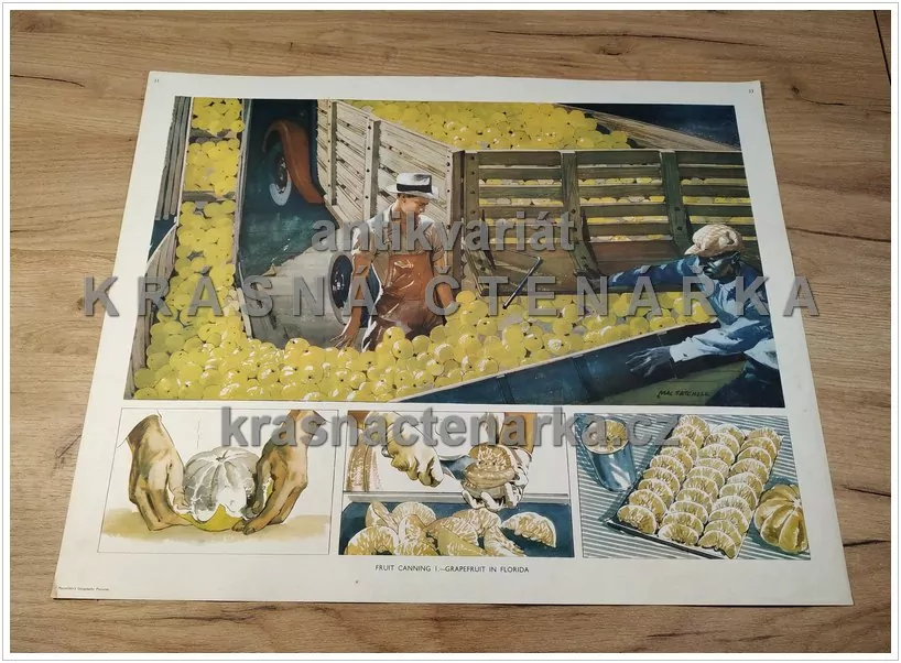 Macmillan's History Pictures: FRUIT CANNING I. - GRAPEFRUIT IN FLORIDA