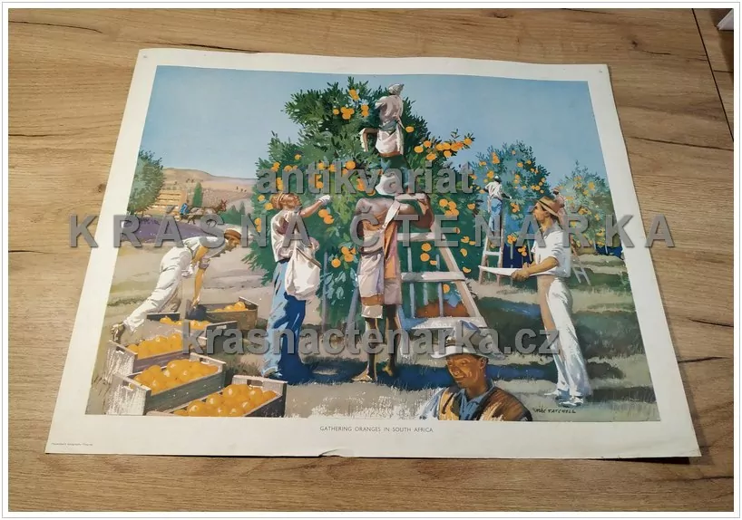 Macmillan's History Pictures: GATHERING ORANGES IN SOUTH AFRICA