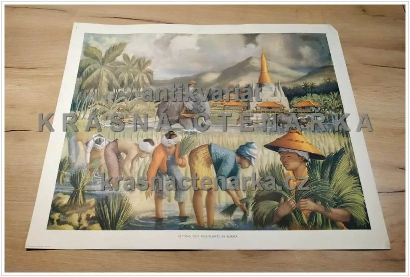 Macmillan's History Pictures: SETTING OUT RICE-PLANTS IN BURMA