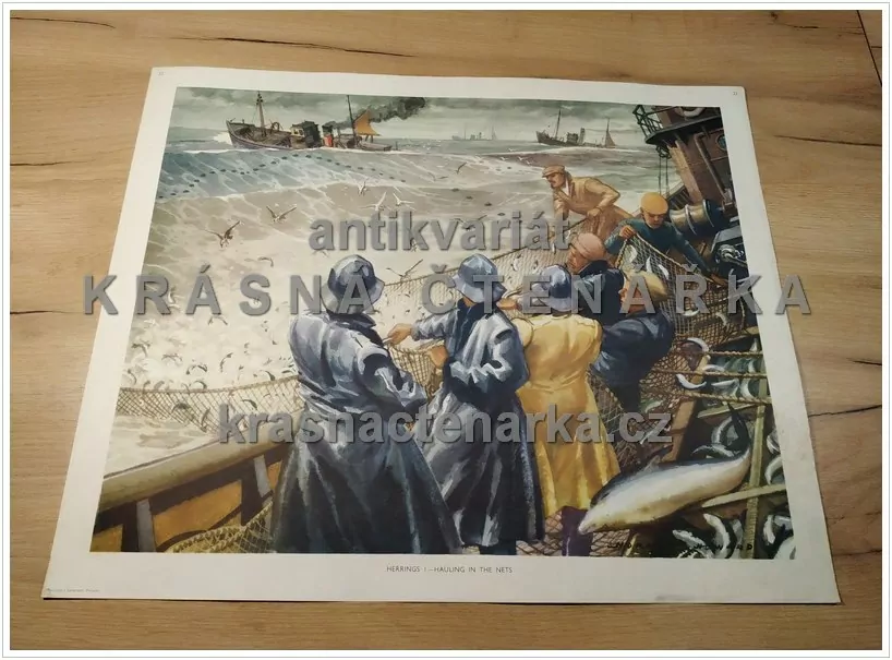 Macmillan's History Pictures: HERRINGS I. - HAULING IN THE NETS