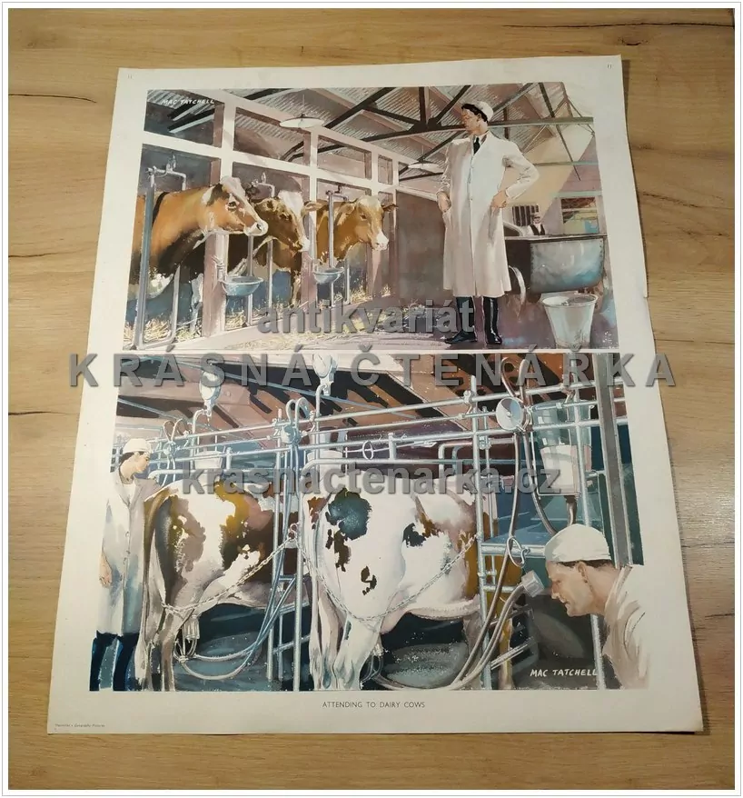 Macmillan's History Pictures: ATTENDING TO DAIRY COWS