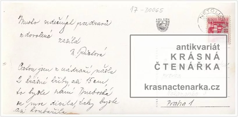 NETOLICE