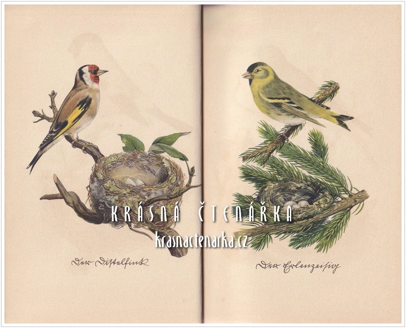 Insel-Bücherei Nr. 100: DAS KLEINE BUCH DER VÖGEL UND NESTER (Kredel Fritz)