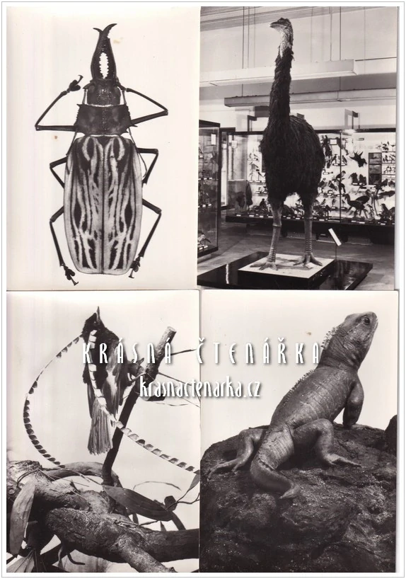 PRAHA, Zoologické sbírky Národního muzea (12 ks pohlednic)