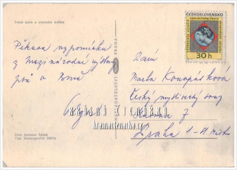 Pes KOLIE a SIAMSKÁ kočka