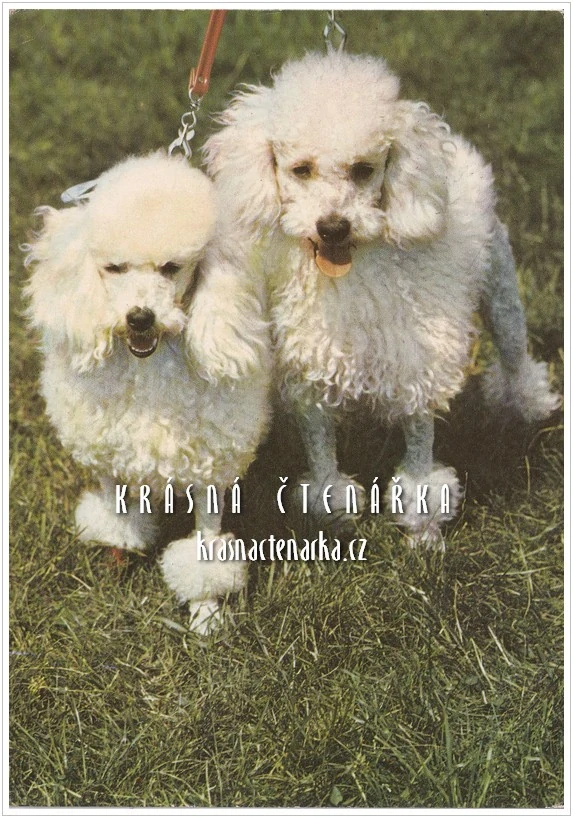 Pes BÍLÍ TRPASLIČÍ PUDLOVÉ