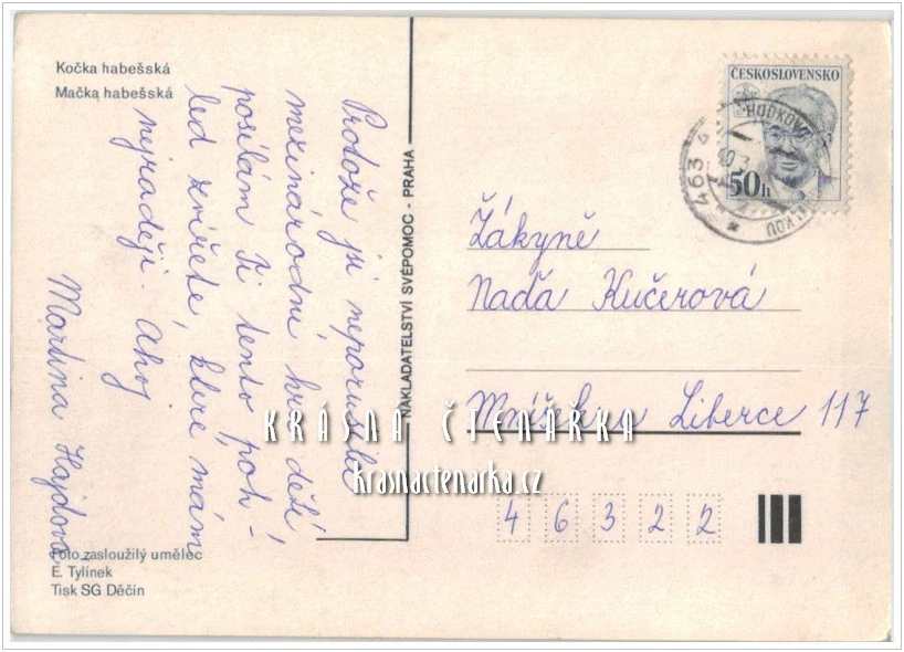 Kočka HABEŠSKÁ