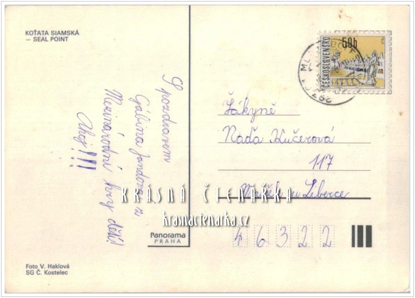 Kočka KOŤATA SIAMSKÁ