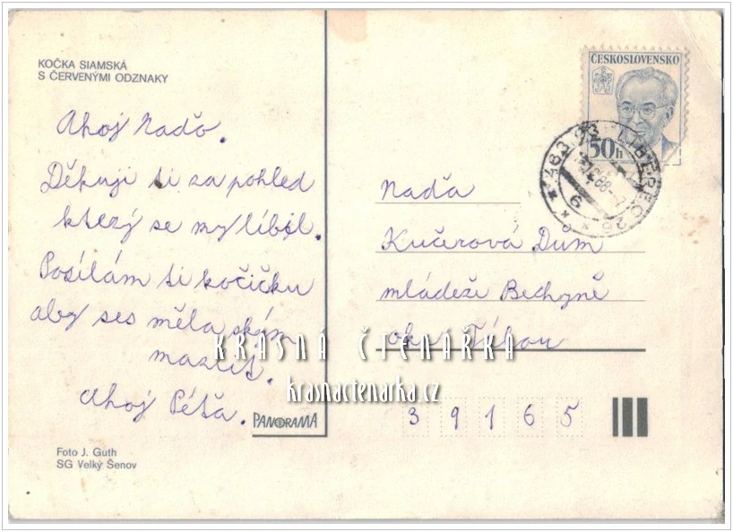 Kočka SIAMSKÁ