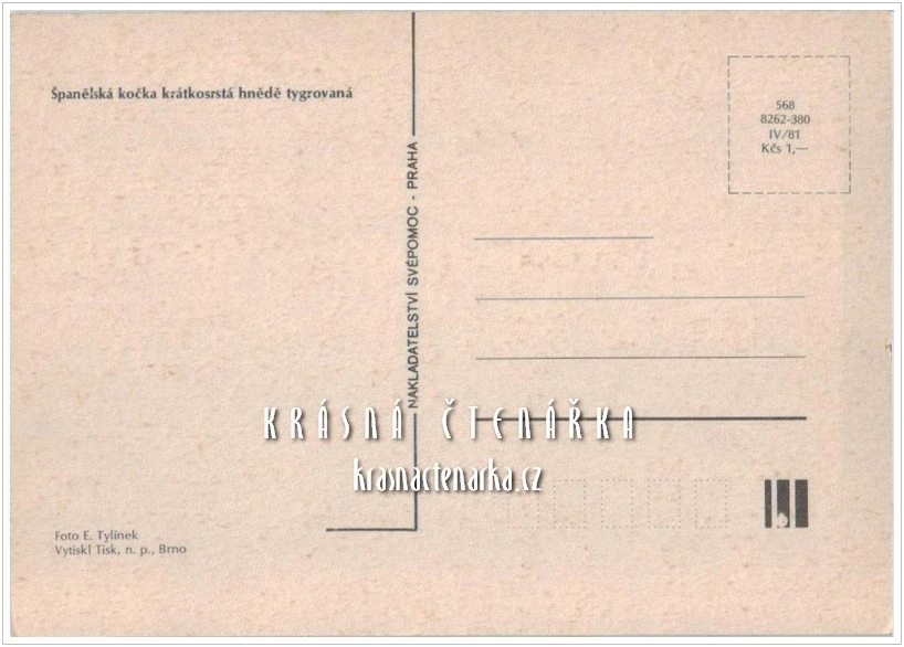 Kočka ŠPANĚLSKÁ KRÁTKOSRSTÁ