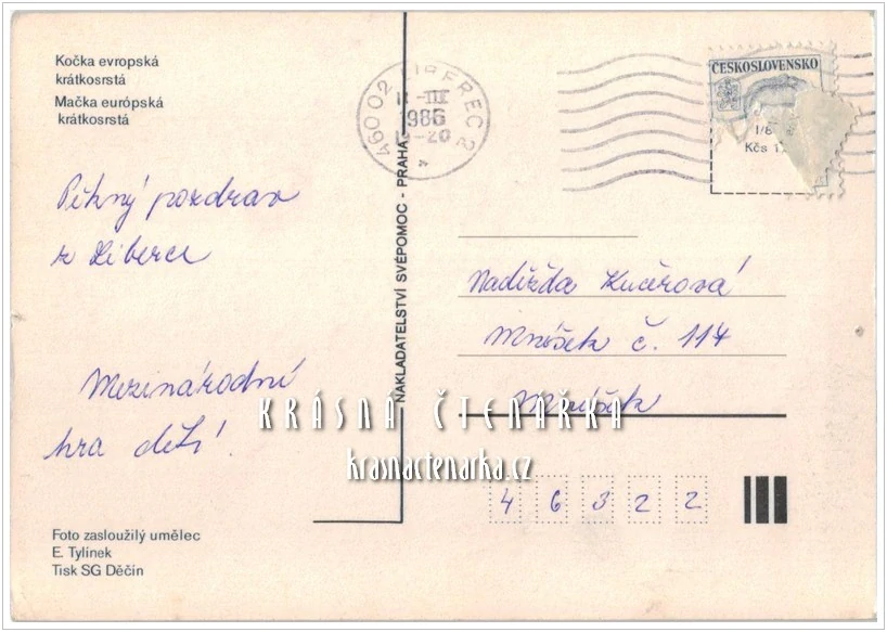 Kočka EVROPSKÁ KRÁTKOSRSTÁ