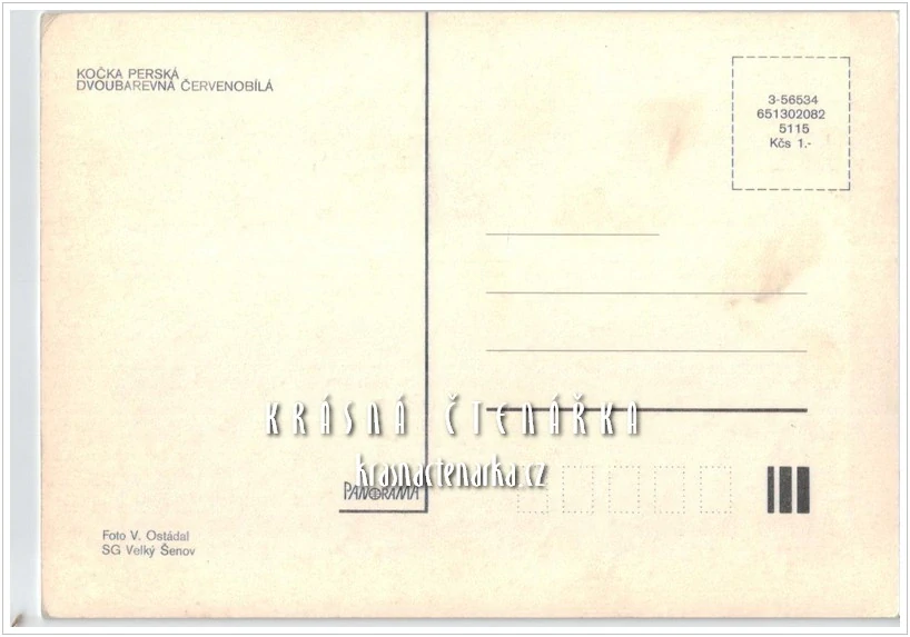 Kočka PERSKÁ DVOUBAREVNÁ