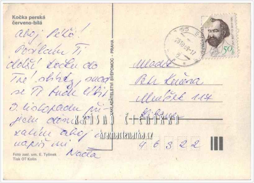 Kočka PERSKÁ 