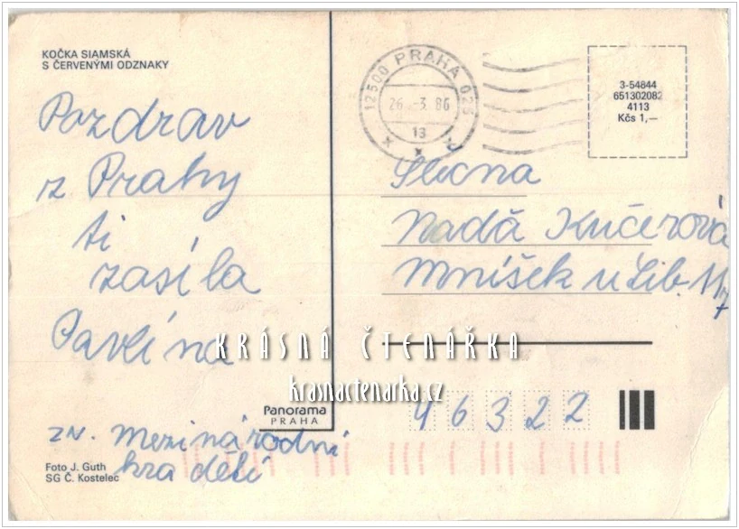 Kočka SIAMSKÁ