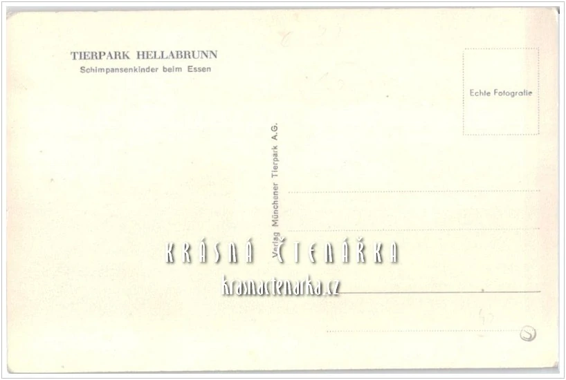 Opice ŠIMPANZ, ZOO Hellabrunn Mnichov