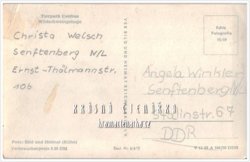 PRASE DIVOKÉ, Zoologická zahrada Cottbus