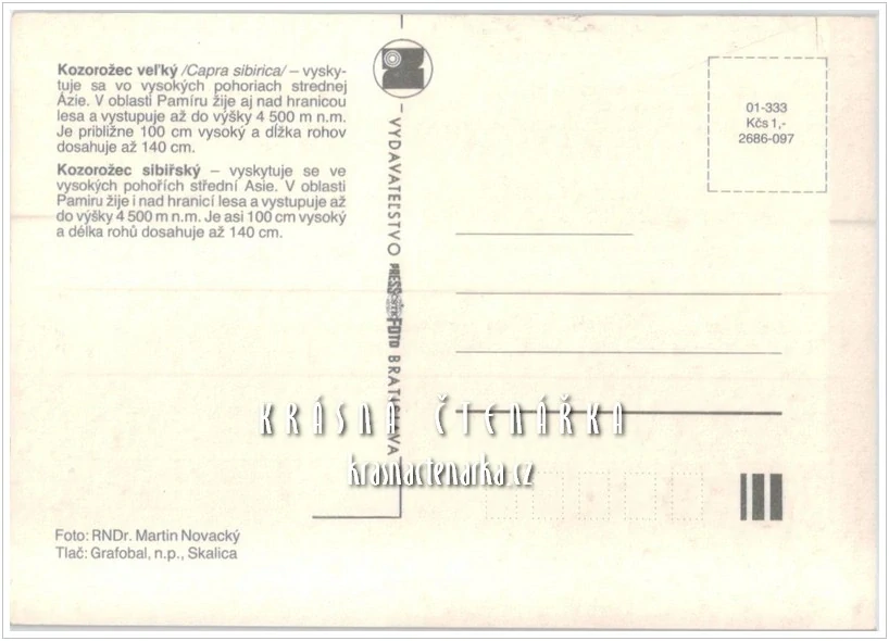 KOZOROŽEC SIBIŘSKÝ