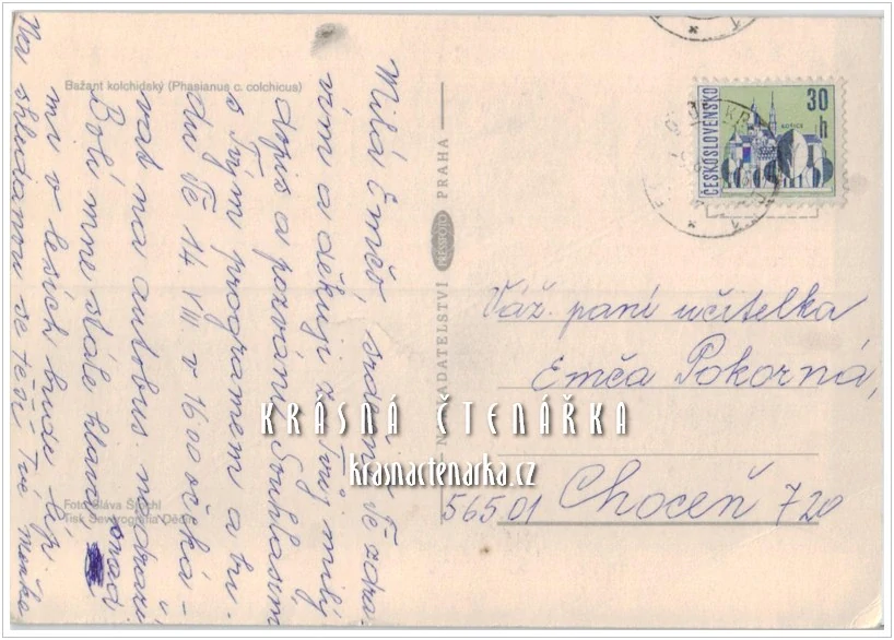 BAŽANT KOLCHIDSKÝ