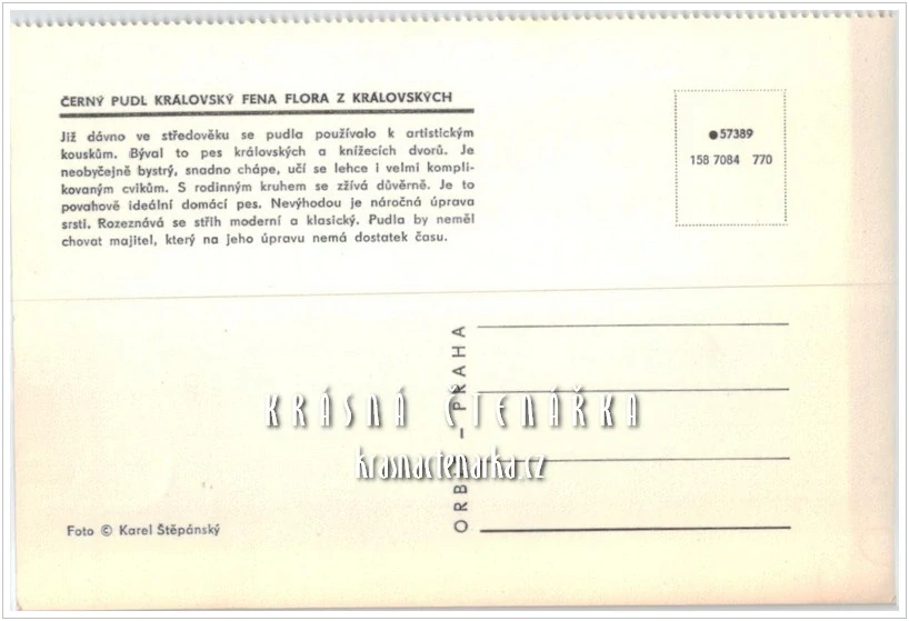 Pes ČERNÝ PUDL KRÁLOVSKÝ