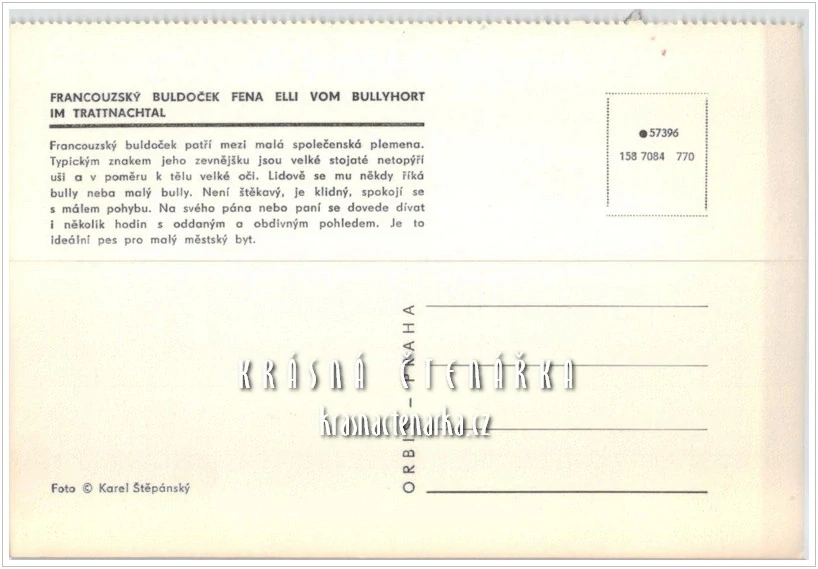 Pes FRANCOUZSKÝ BULDOČEK