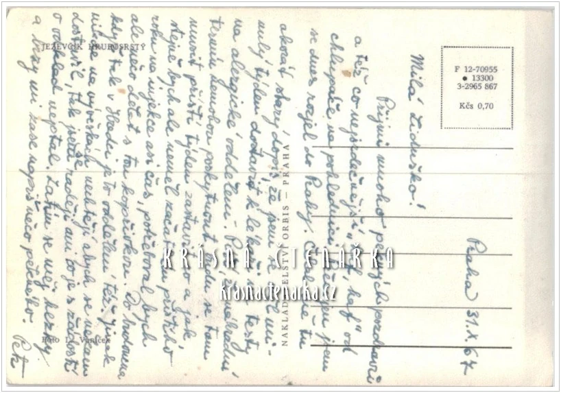 Pes JEZEVČÍK HRUBOSRSTÝ