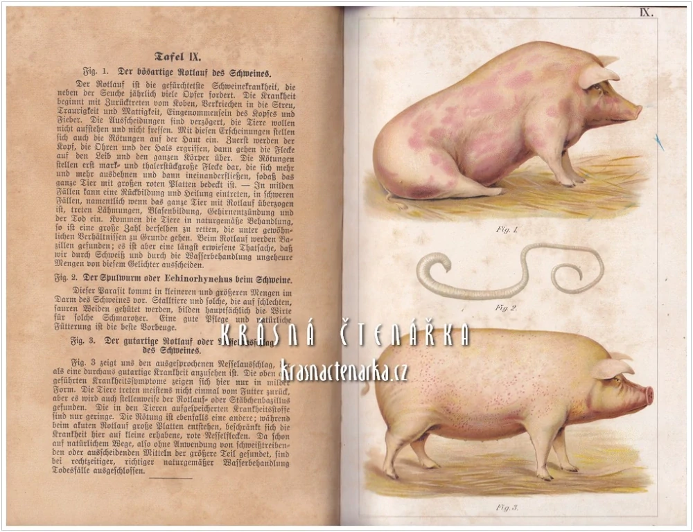 DAS GOLDENE BUCH DES LANDWIRTES über Pflege, Ernährung und Zucht, sowie Entstehung, Verhütung und naturgemässe Heilung der Krankheiten (Rhan Cäsar) (ZLATÁ KNIHA FARMÁŘE o péči, výživě a chovu)