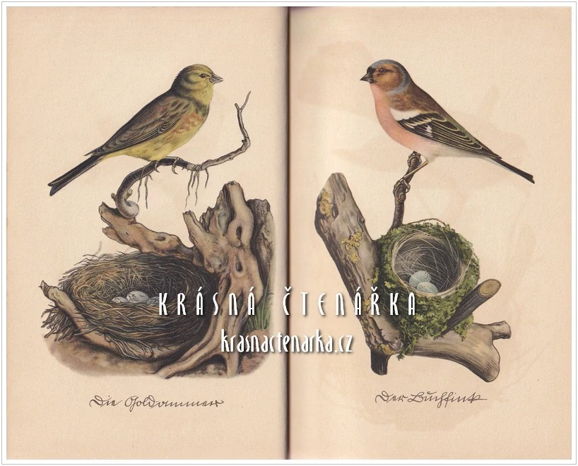 Insel-Bücherei Nr. 100: DAS KLEINE BUCH DER VÖGEL UND NESTER (Kredel Fritz)