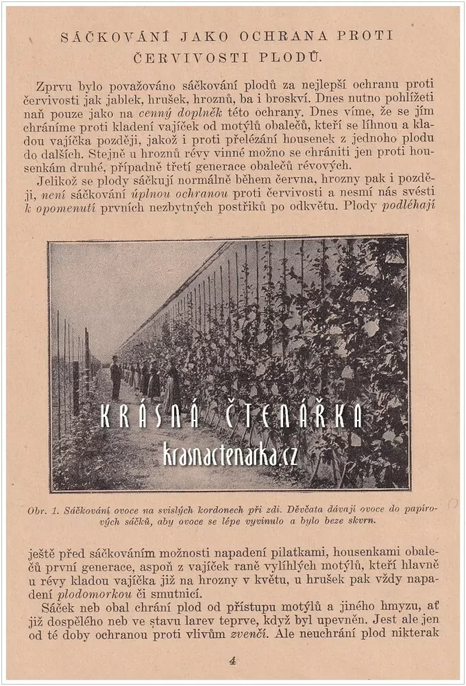 SÁČKOVÁNÍ OVOCE (Černík J. V.)