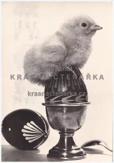 Přání VELIKONOČNÍ s kuřátkem