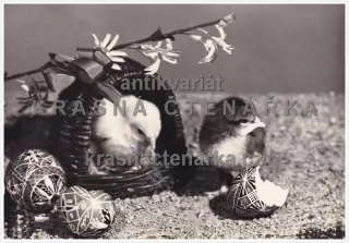 Přání VELIKONOČNÍ s kuřátky