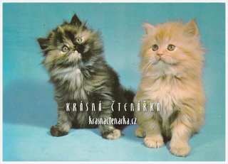 KOČKY