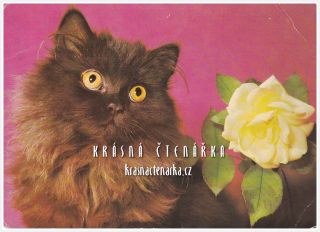 KOČKA