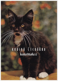 KOČKA