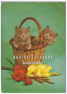 KOŤATA v košíku